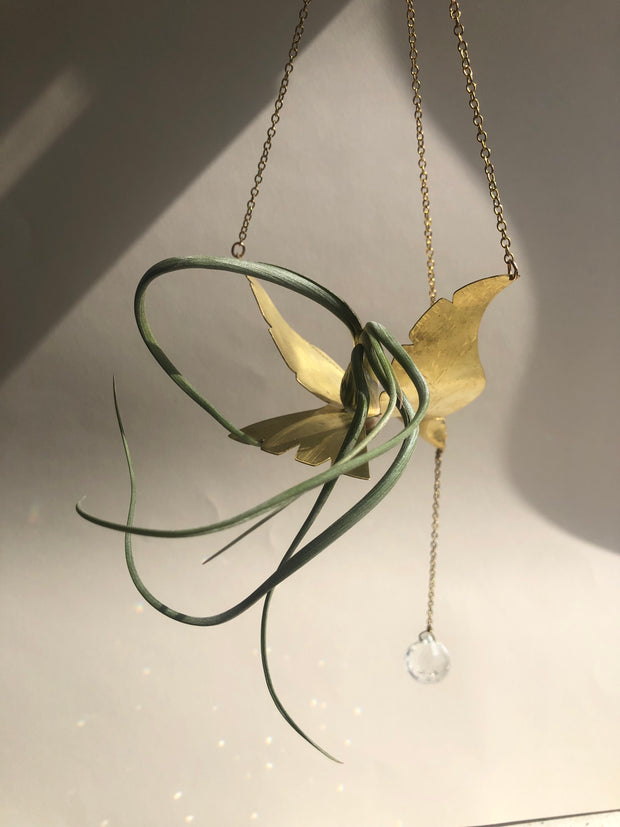Class : The Lolla Bird- Airplant Hanger