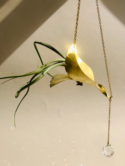 Class : The Lolla Bird- Airplant Hanger