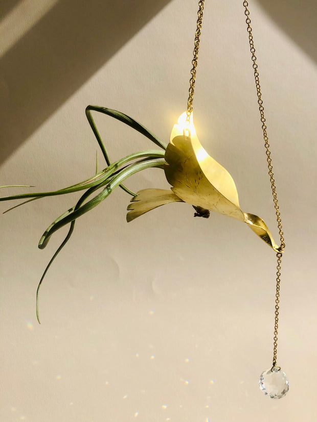 Class : The Lolla Bird- Airplant Hanger